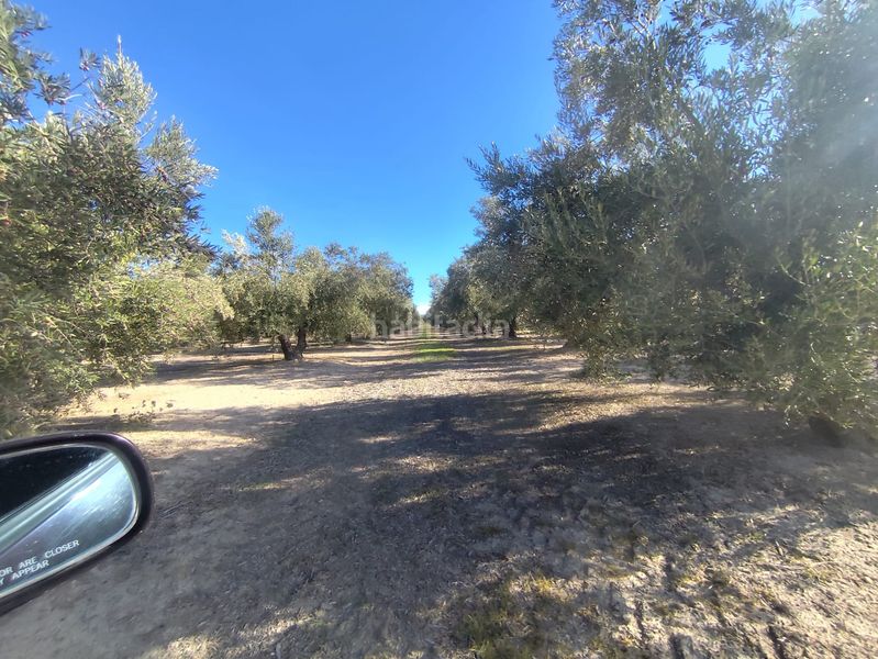 Foto a541044d-dd93-415e-ae32-aaaa881d784b. Finca rústica a Villacarrillo