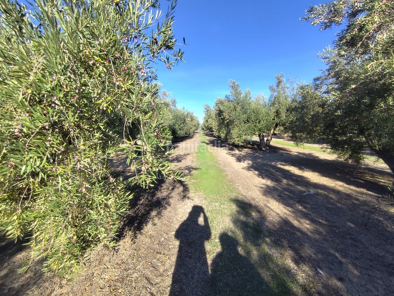 Foto f6d20ae0-19aa-40c9-8170-4c4a0d808f25. Finca rústica a Villacarrillo