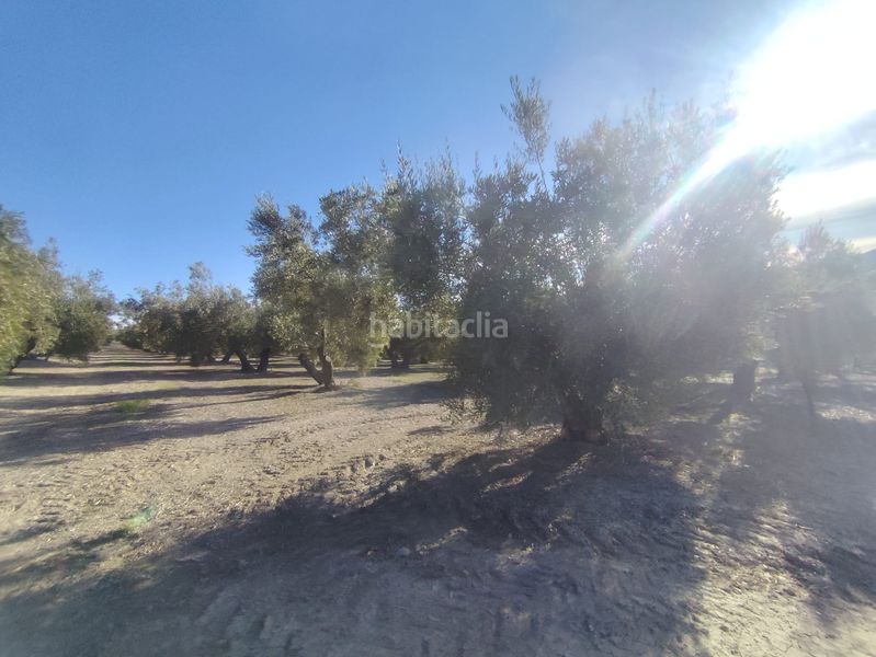 Foto 2342c6d3-74b0-40ac-85f3-71e4b0c4666e. Finca rústica en Úbeda