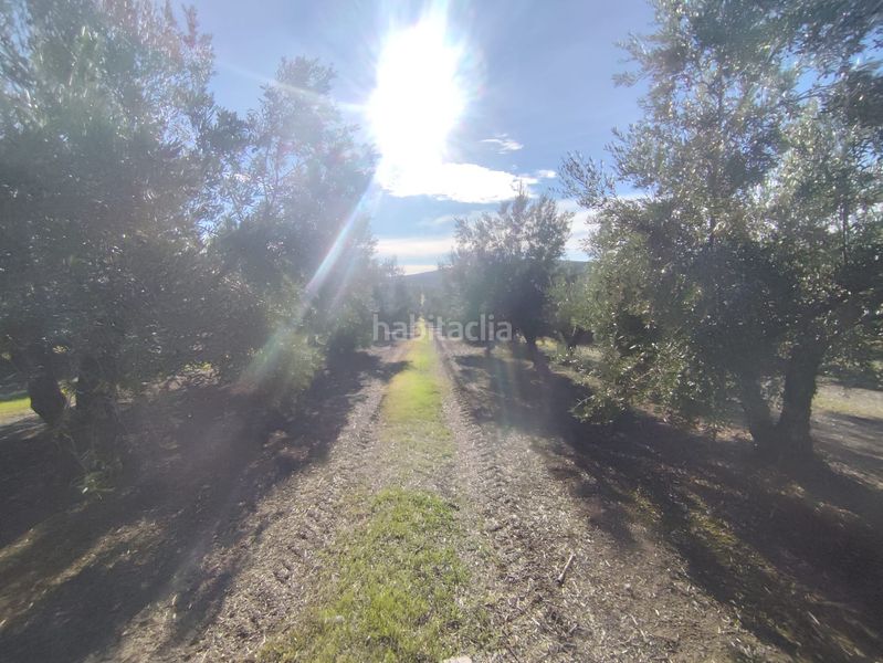 Foto 26ac2676-fb71-4589-8909-2e5f8597c85a. Finca rústica en Úbeda