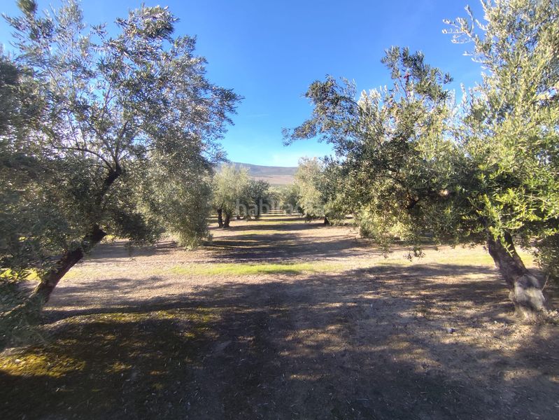 Foto 6abb9bee-e08a-459b-b47b-82e32a77eaff. Finca rústica en Úbeda