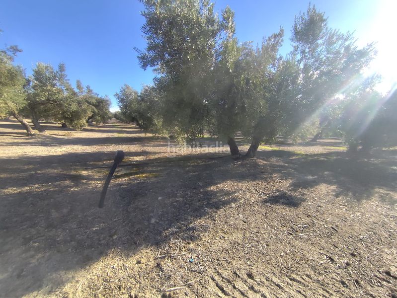 Foto e4c585c1-3afc-4484-80dc-9c218b40fdb1. Finca rústica en Úbeda