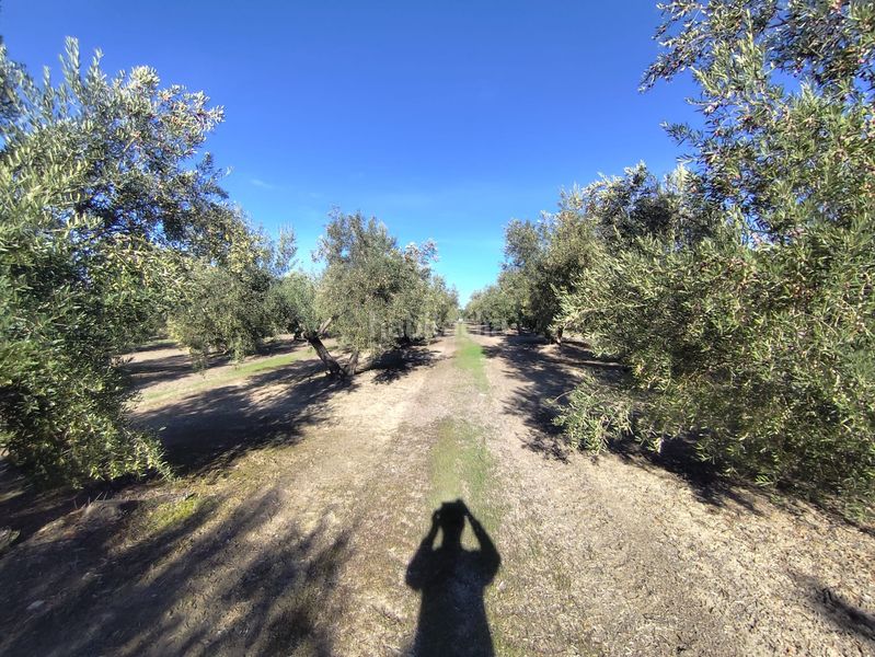 Foto f1881aec-a6ea-48b5-94b9-a0b7029d26b6. Finca rústica en Úbeda