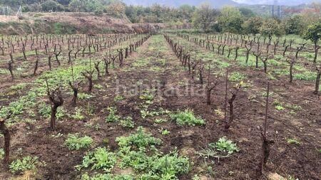 Foto 41b84bc4-928d-4fc8-afe0-7f6b91169b0f. Masia a Valle (El)