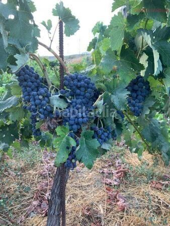Foto 7a9b065a-0eaa-45c6-89d3-dd10f4b85536. Masia a Valle (El)