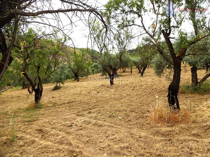Foto f4d08cae-eaba-455a-86d8-4e821a6ff0bb. Masia amb aparcament a Pinos Genil