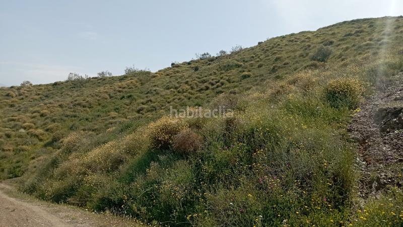 Foto af81b302-cc1d-4a33-a448-75420a015aa7. Finca rústica finca rustica barata en Almáchar