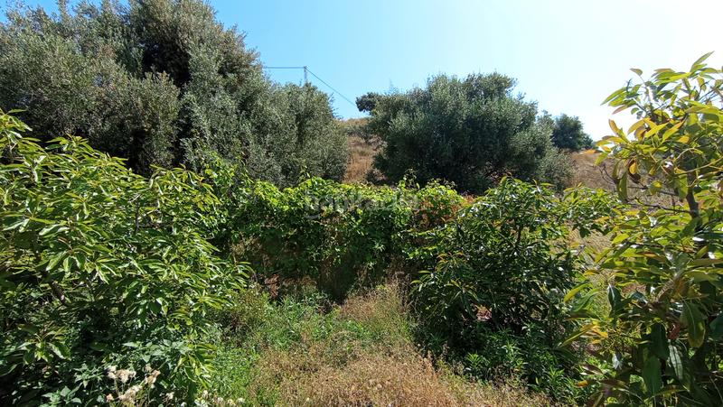 Foto 3d1690f2-996e-420a-8f1a-a96539a5ba23. Finca rústica a carretera El Morche 279 a El Morche Torrox