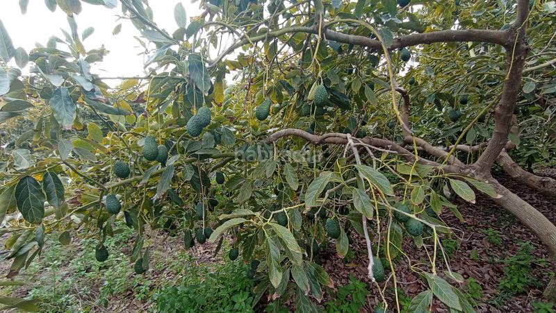 Foto add257c7-dd2d-48df-be23-a21988e9edd3. Finca rústica a carretera El Morche 279 a El Morche Torrox