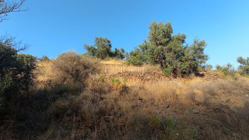 Foto ba65e82b-f284-4ffa-80ca-a221482b5bbd. Finca rústica a carretera El Morche 232 a El Morche Torrox