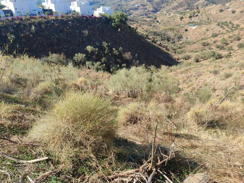 Foto 232ac043-0966-4ce6-95ea-2c87f1cc0ed4. Finca rústica a calle fuente ariza 15a a Algarrobo pueblo Algarrobo