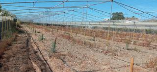 Finca rústica  Diseminado almayate bajo. Finca llana con muchas posibilidades