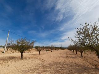 Terreny residencial a Almansa. Parcela ideal para la construccion de su chalet