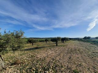 Finca rústica a Almansa. Terreno para su casa de campo en canto blanco