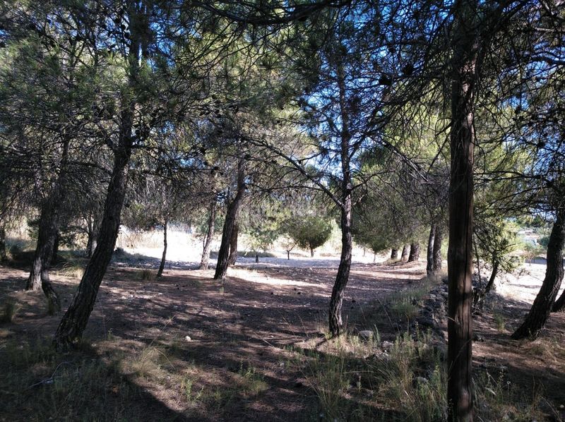 Foto 056a27ab-8680-4d5c-b476-89e861bd17a9. Terreny residencial a Almansa