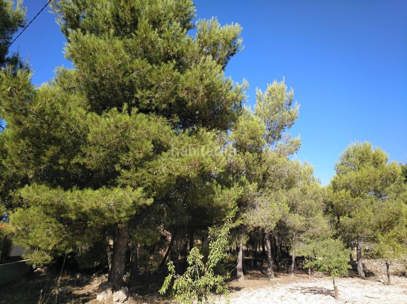 Foto 96b3a6dc-f05b-4ff6-b7b5-c1d6abb7f115. Terreny residencial a Almansa
