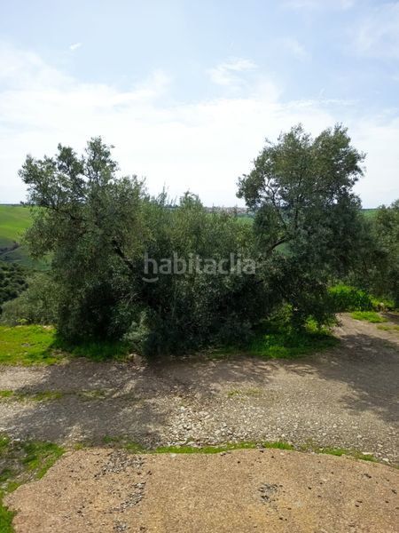 Foto 58378c64-f357-4d48-97c7-f69569833685. Finca rústica a Carolina (La)