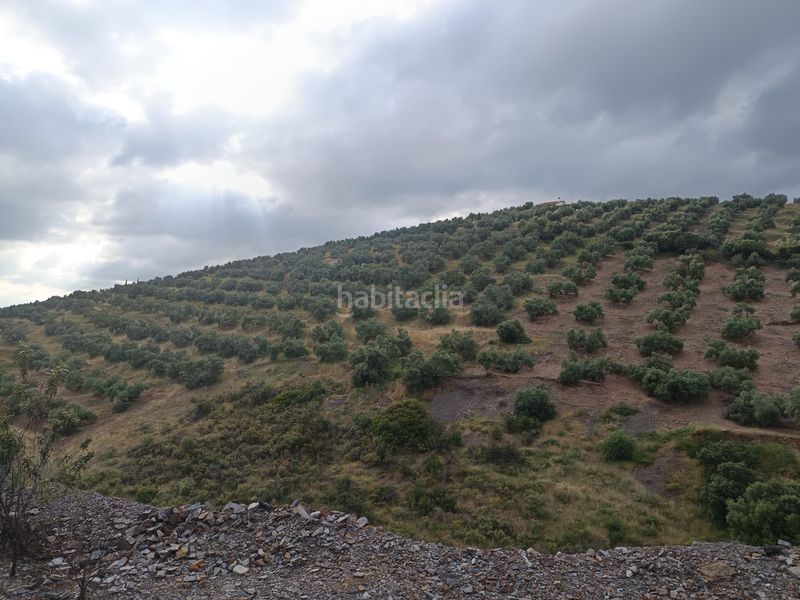 Foto 8e9ea5ba-0ce0-4823-9107-ab2d0e2f22b6. Finca rústica a Carolina (La)