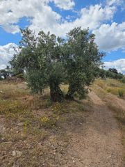 Rural plot in Carolina (La). Finca rustica en venta en la carolina