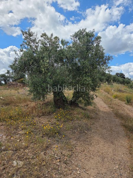 Foto 4590b986-1878-442a-ada4-65738a84042a. Finca rústica a Carolina (La)