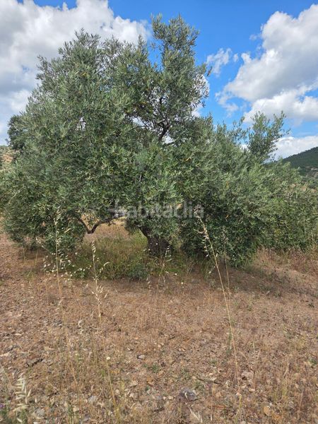 Foto a45b5908-c532-4653-bb5e-360d7e7363f6. Finca rústica a Carolina (La)