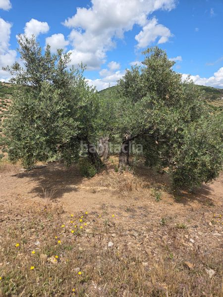 Foto ff44fb28-50a1-4232-9cdb-57fe49ee9509. Finca rústica a Carolina (La)