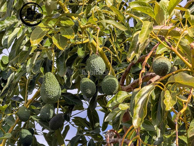 Foto 7dcc22e5-c24b-49a7-ada6-8fdb4739b99b. Masia a calle diseminados a Guájares (Los)