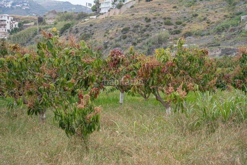 Foto 9ee04d94-45c9-46d6-ae7b-284ef0c58a0e. Terrain résidentiel dans carretera malaga (cal) 74 dans Salobreña