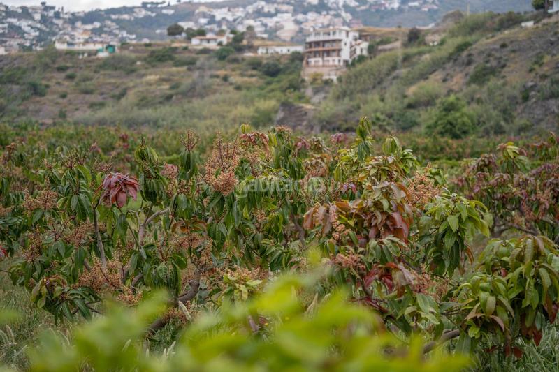 Foto a6dd639f-a098-4539-8280-bbc7c4a7ee9e. Terrain résidentiel dans carretera malaga (cal) 74 dans Salobreña