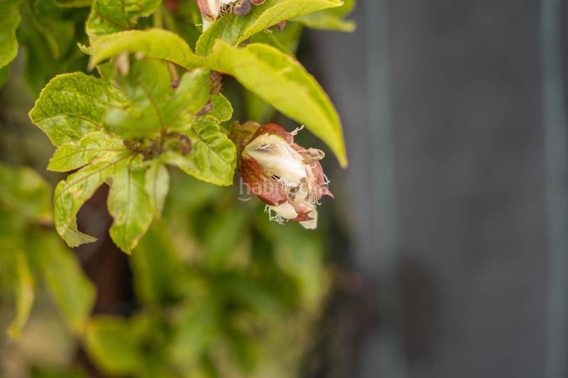 Foto b1b40a4e-b161-45b0-b361-ba35d180eed6. Terrain résidentiel dans carretera malaga (cal) 74 dans Salobreña