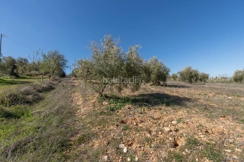 Foto 4d96ca6b-b312-47f6-ae41-44de8181cf3a. Rural plot in Cogollos de la Vega