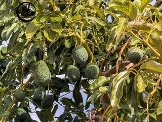 Masía  Calle diseminados, pol-8 par-359. Finca rústica de aguacates de 5.137 m2 en los guájares faragüit.