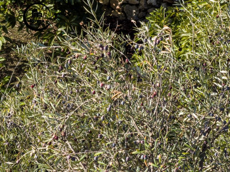 Foto dce9d990-65d7-48c3-94ce-ba5b18be6472. Masia amb aparcament a Guájares (Los)