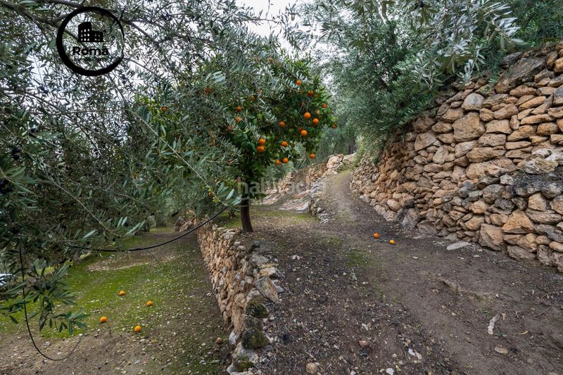 Foto 727e7bbc-11d2-471e-a283-fa53dbdaf6a8. Finca rústica a Pinar (El)