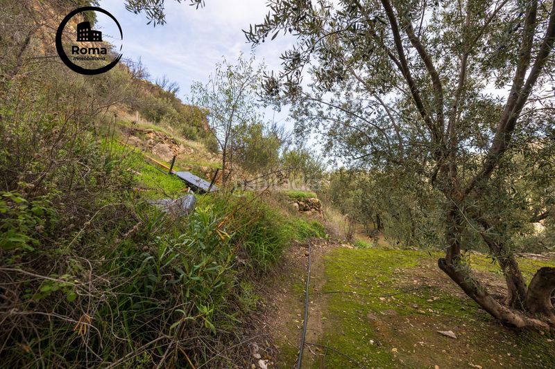 Foto c59f048a-cd68-4b98-87f6-efc34df8d65c. Finca rústica a Pinar (El)