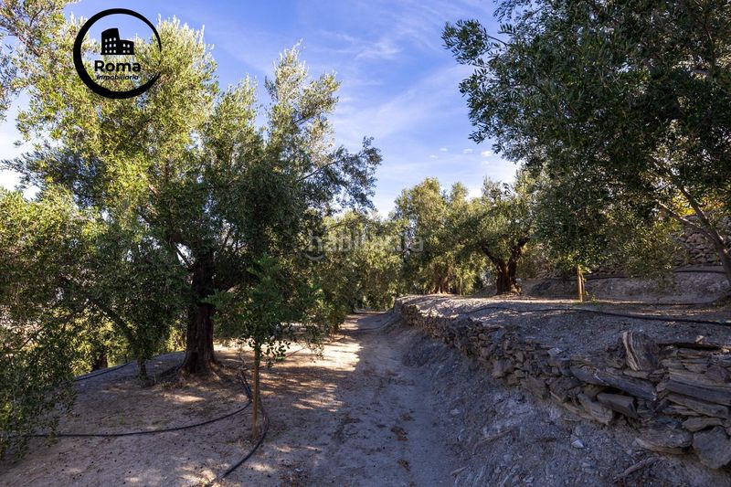 Foto a487fb82-db02-4db0-b274-002ea04615c6. Finca rústica a Pinar (El)