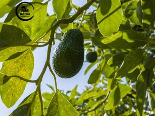 Mas  Calle diseminados, pol-8 par-359. Finca rústica de aguacates con contrucción de 37 m2 en los guája