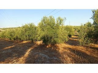 Finca rústica a La Paz - Las Américas. Terreno en venta en la pazlas américasestación linaresbaeza23700