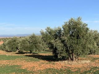 Finca rústica a Jabalquinto. Terreno en venta en jabalquinto