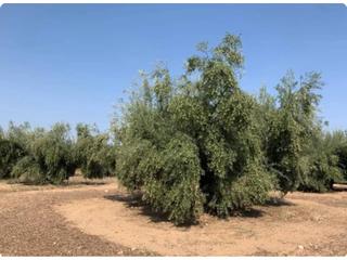 Finca rústica a Mengíbar. Terreno en venta en mengíbar