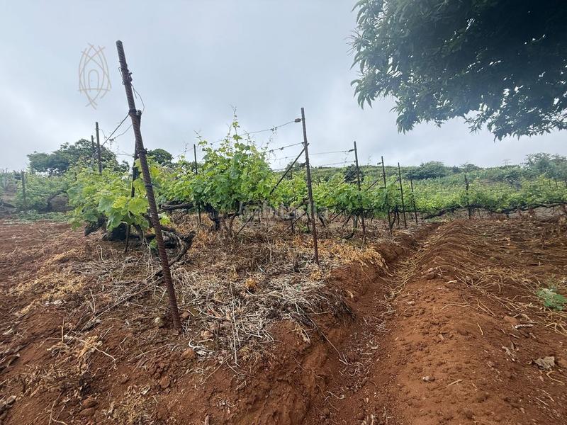 Foto fc792ea2-6455-43ba-9017-034a12b719db. Casa finca rústica en el sauzal ravelo. en Sauzal (El)