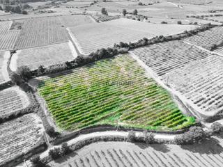 Finca rústica en Arboç (L´). Terreno agrícola de 1 hectárea en larboç