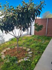 Semi detached house in Los Gallos