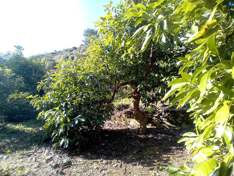 Foto 0f573cea-f74b-4097-af9c-cc2539154d62. Finca rústica a Yunquera