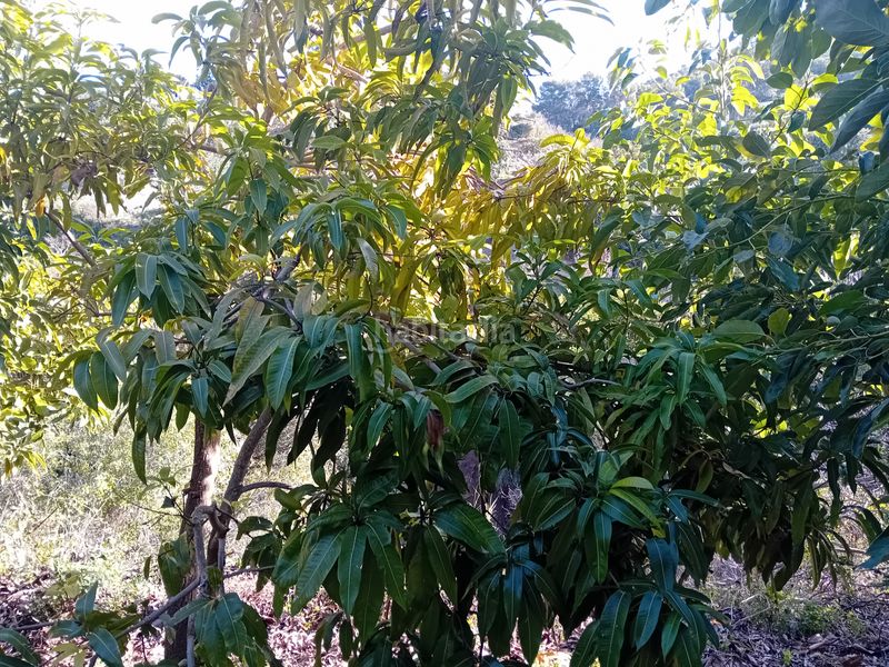 Foto 10a9993b-53df-4a1f-b3a0-881f52bcdc0f. Finca rústica a Yunquera