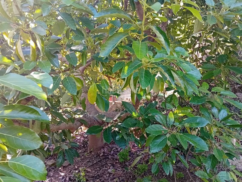 Foto 1f841f8d-4663-4857-bd37-84b931f2ed60. Finca rústica a Yunquera