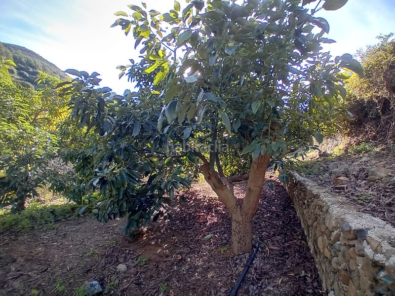 Foto 58277677-1bf5-4349-84c3-e21bfeb2eeab. Finca rústica a Yunquera
