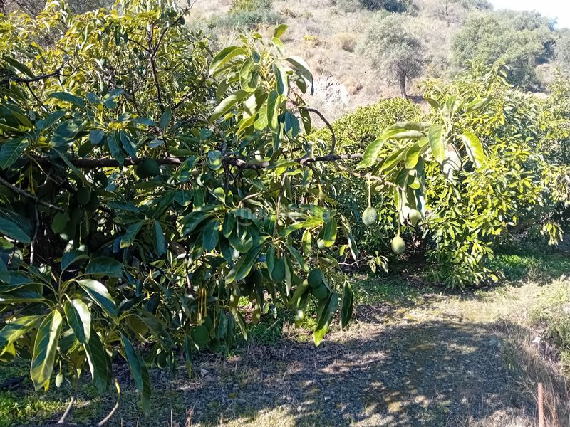 Foto 88c004be-814b-4b49-83e9-5b9cb9e99e1b. Finca rústica a Yunquera