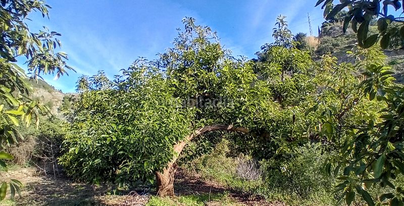 Foto 89163793-f31e-4631-a61a-ce2ca7454e61. Finca rústica a Yunquera