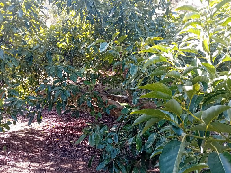 Foto 8a503063-44e9-4860-b35c-18fdda9c01a5. Finca rústica a Yunquera